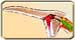 Valiant Wing Dragoon